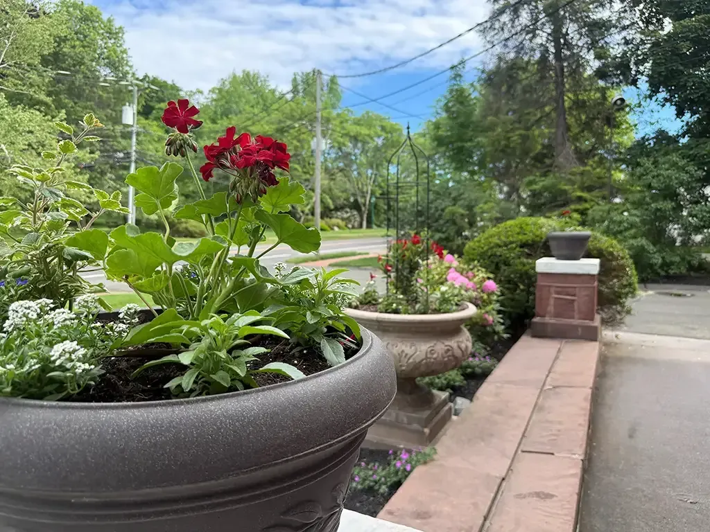 Potted red flowers line a walkway beside a quiet suburban street on a sunny day