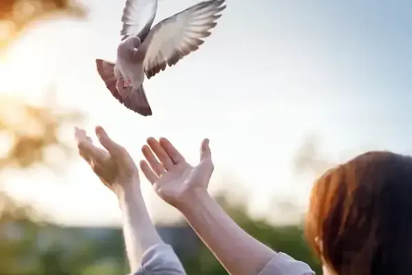 Hands reaching up after releasing a bird flying at sunset outdoors
