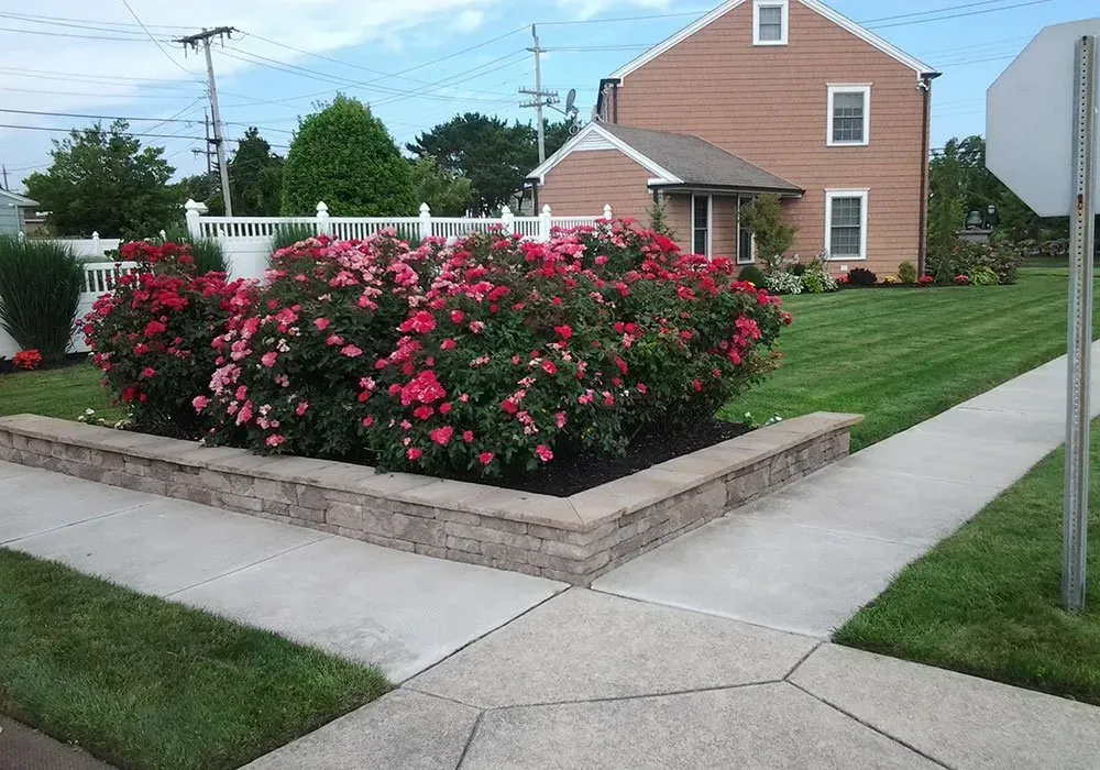Corner sidewalk beside a brick house with a large pink rose bush in a landscaped yard