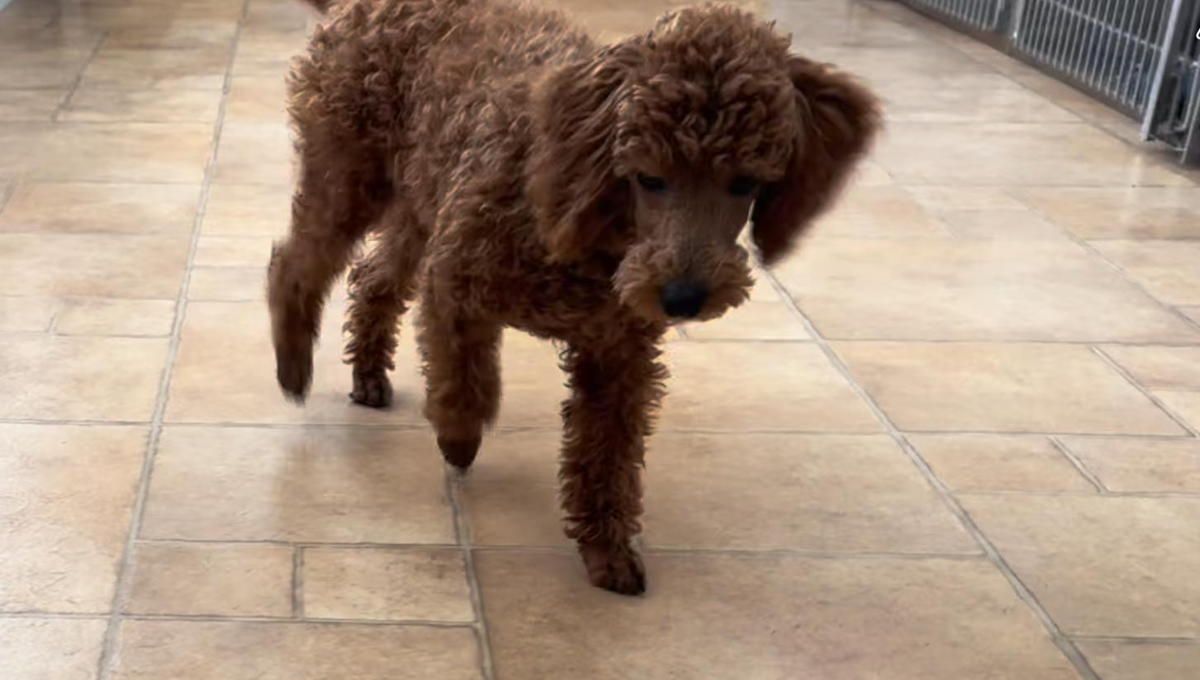 A brown poodle is standing on a tiled floor. A brown poodle is standing on a tiled floor.