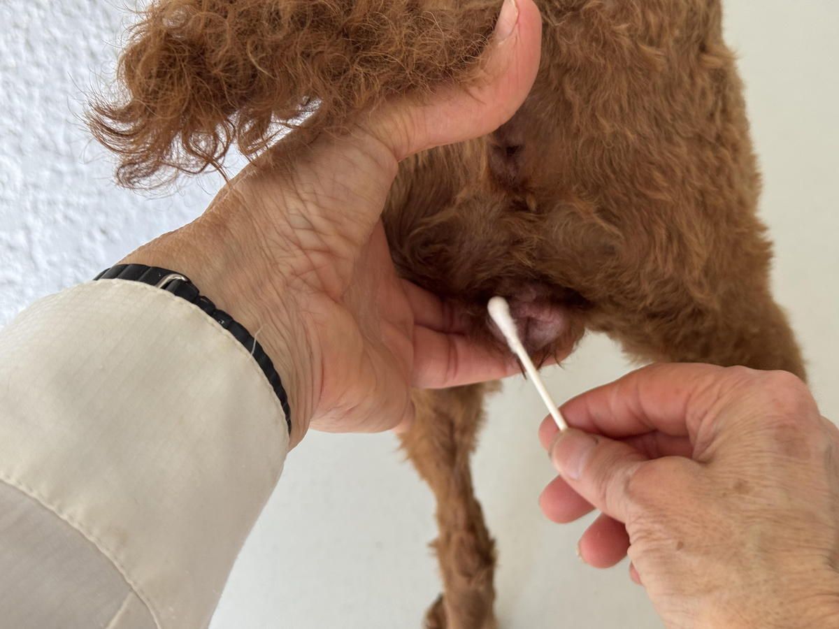 A person is cleaning a dog 's ear with a cotton swab A person is cleaning a dog 's ear with a cotton swab