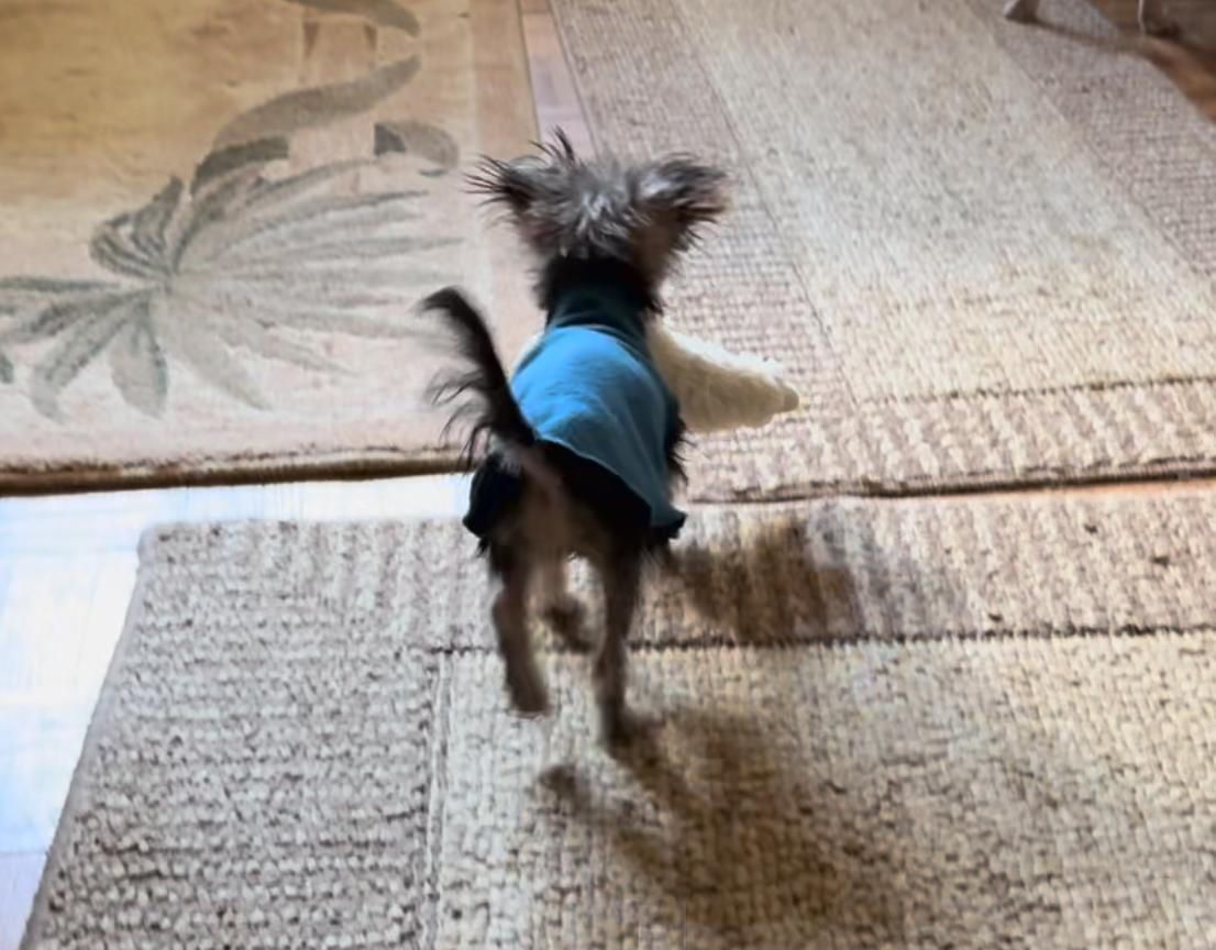 A small dog wearing a blue jacket is standing on a rug. A small dog wearing a blue jacket is standing on a rug.