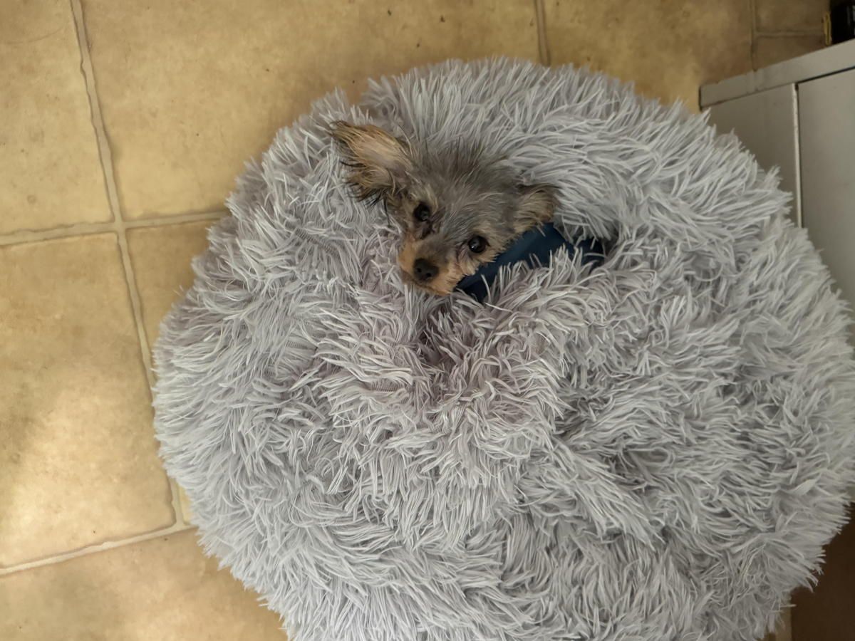 A small dog is laying in a fluffy dog bed. A small dog is laying in a fluffy dog bed.
