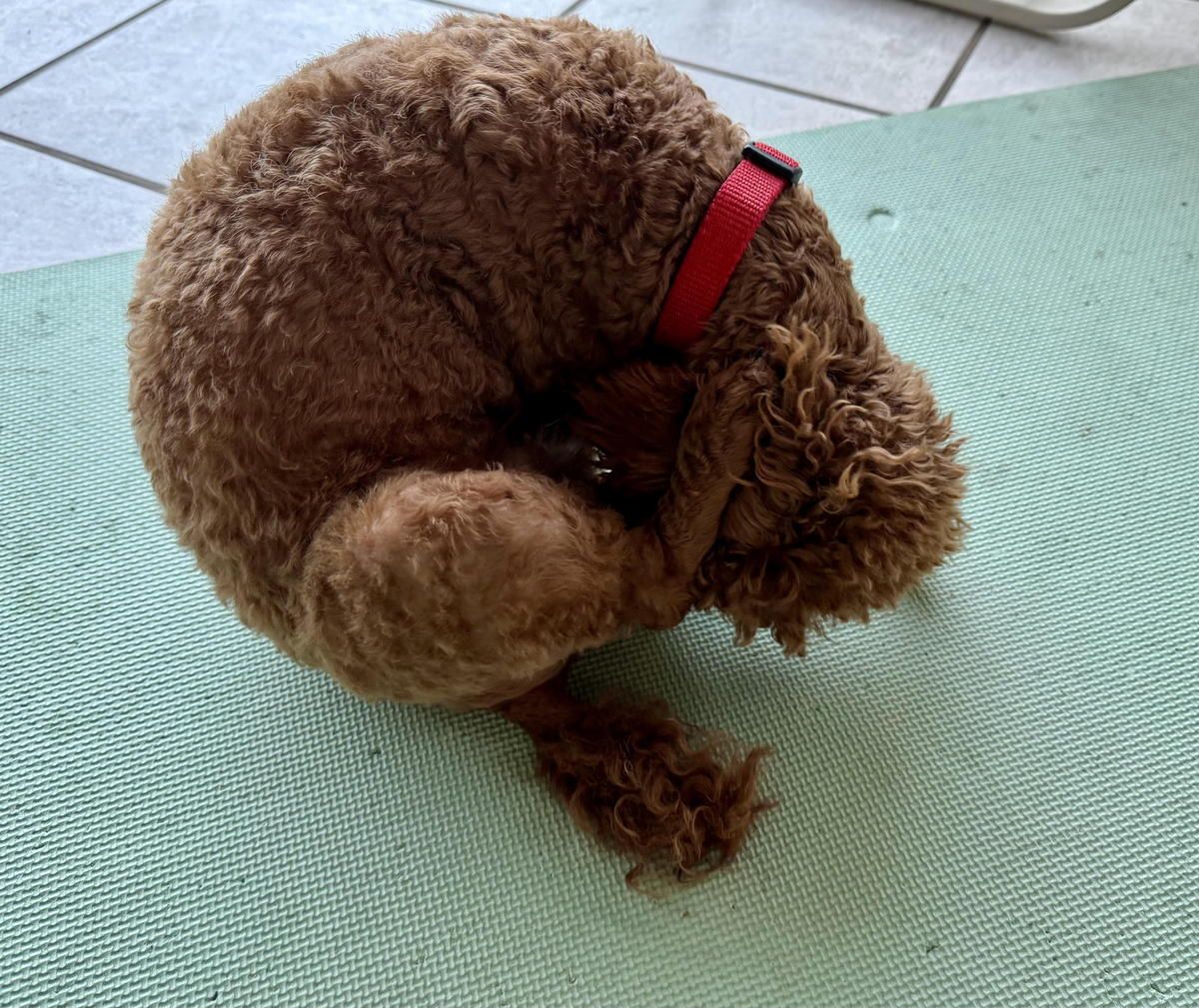 A brown dog with a red collar is curled up on a yoga mat A brown dog with a red collar is curled up on a yoga mat
