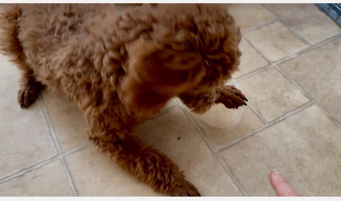 A small brown dog is playing with a person 's finger on a tiled floor. A small brown dog is playing with a person 's finger on a tiled floor.