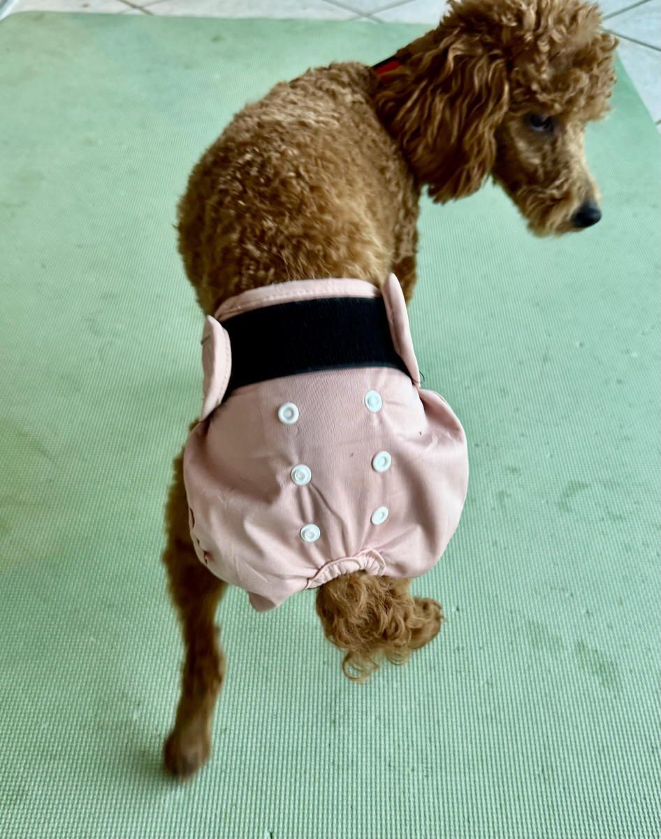 A brown poodle wearing a pink diaper is standing on a green mat. A brown poodle wearing a pink diaper is standing on a green mat.