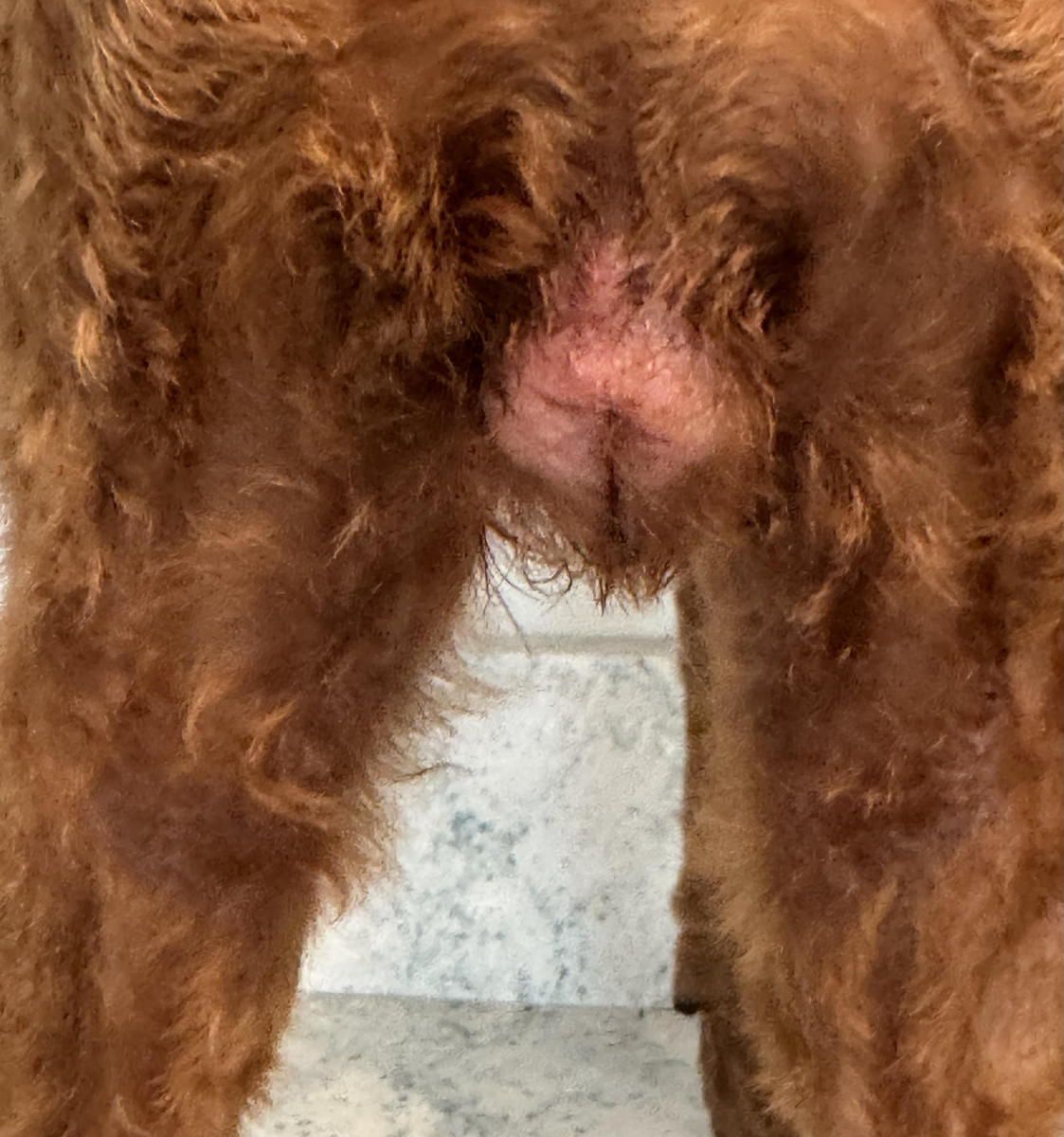 A close up of a brown dog standing on a tiled floor. A close up of a brown dog standing on a tiled floor.