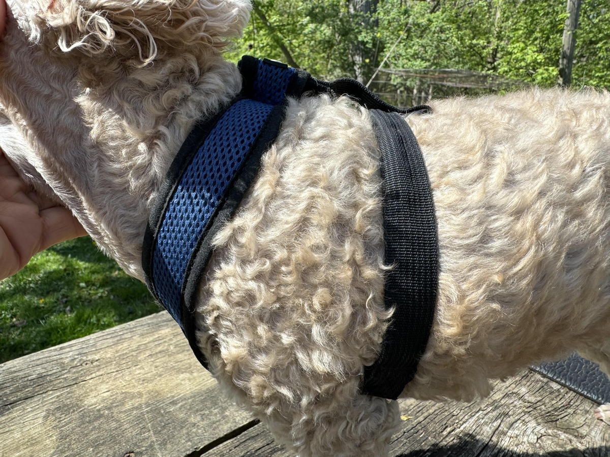 A close up of a dog wearing a blue harness. A close up of a dog wearing a blue harness.