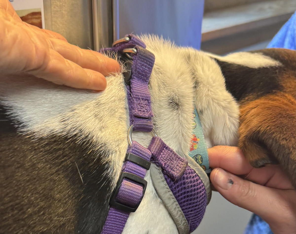 A person is petting a brown and white dog wearing a purple harness. A person is petting a brown and white dog wearing a purple harness.