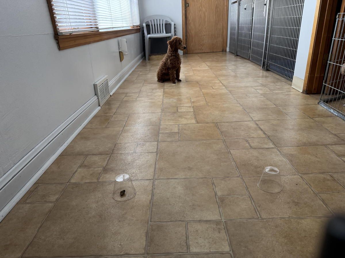 A dog is sitting on a tiled floor in a hallway. A dog is sitting on a tiled floor in a hallway.
