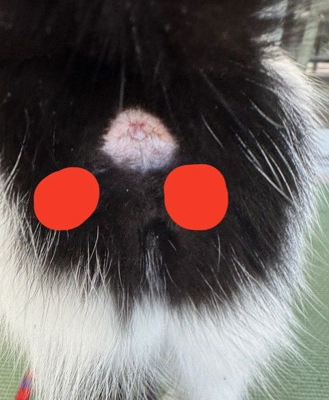 Close-up of a black-and-white cat’s face with a small pink nose and red circles over both eyes.