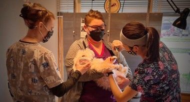 Masked veterinary staff examining a small white dog's teeth during an oral exam in a clinic room