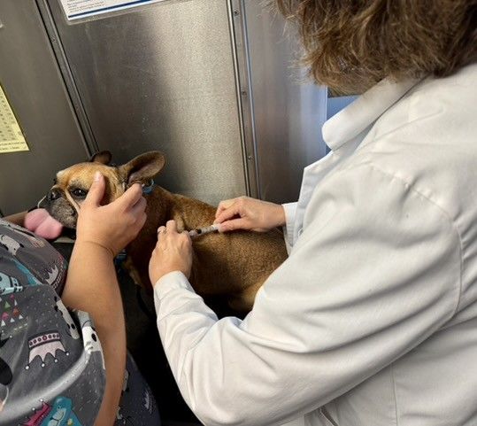 Vet examining a dog on a stainless-steel exam table as someone gently holds its head