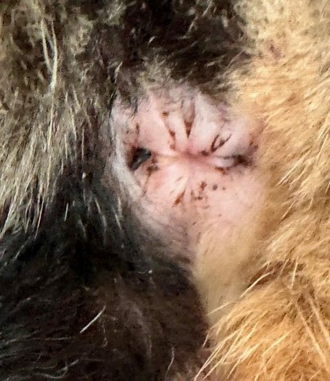 Close-up of a closed pink pet eye surrounded by dark and tan fur