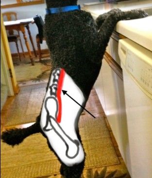 Black-and-white cat standing on kitchen counter with its hind legs and tail raised, viewed from behind
