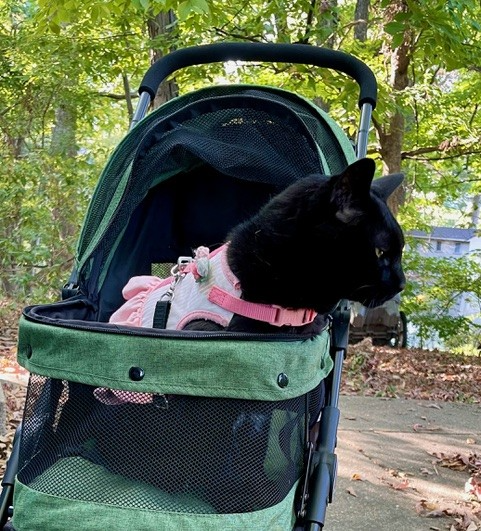 Black cat wearing a pink harness in a green stroller outdoors.
