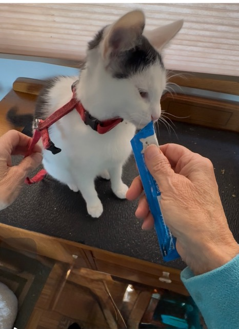 Cat in red harness eating from a blue treat tube held by a person.
