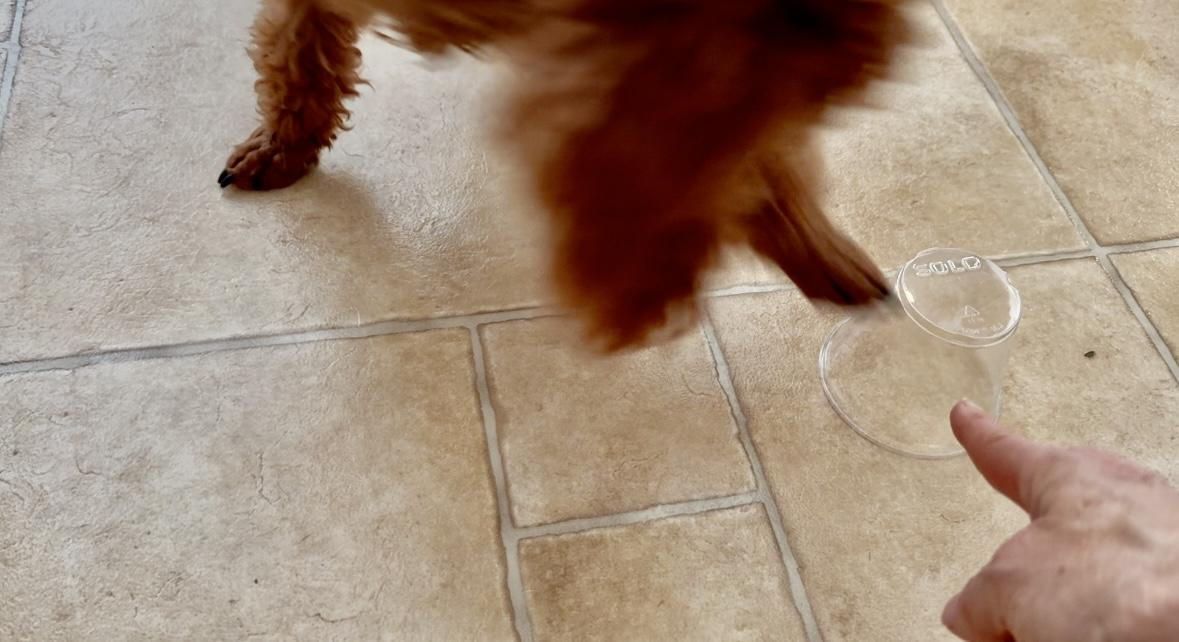 A person is pointing at a dog that is standing on a tiled floor. A person is pointing at a dog that is standing on a tiled floor.