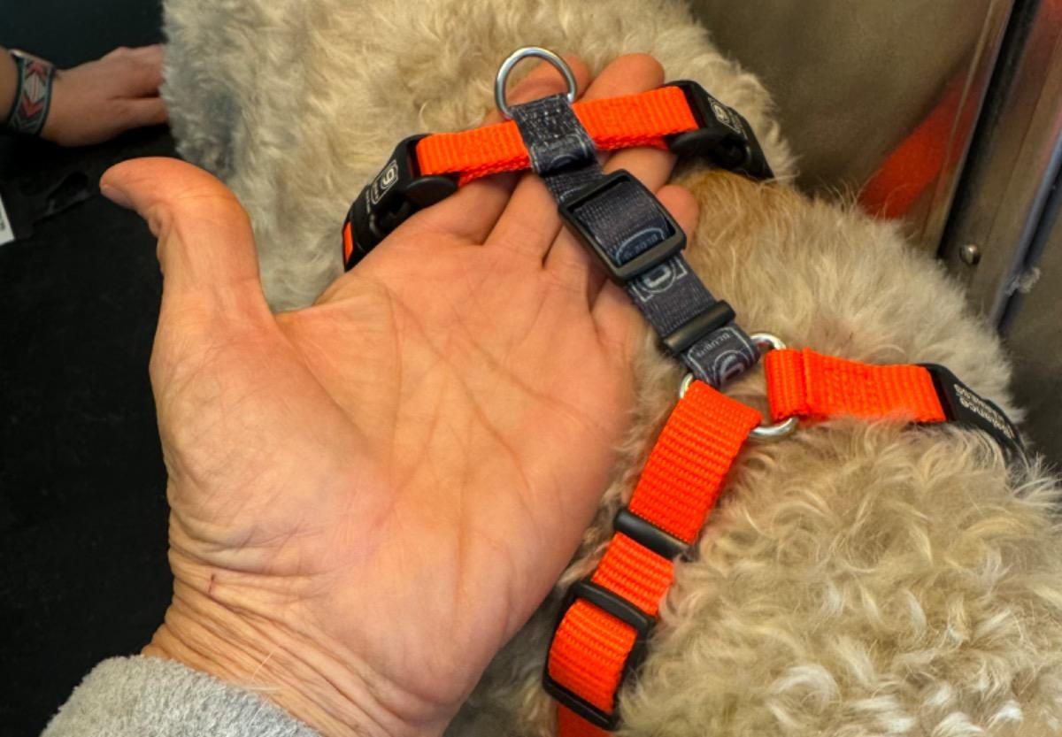 A person is holding an orange harness on a dog A person is holding an orange harness on a dog