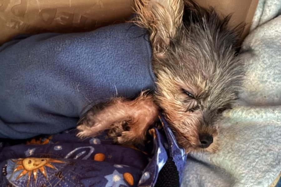 A small dog is sleeping on a blanket on a bed. A small dog is sleeping on a blanket on a bed.