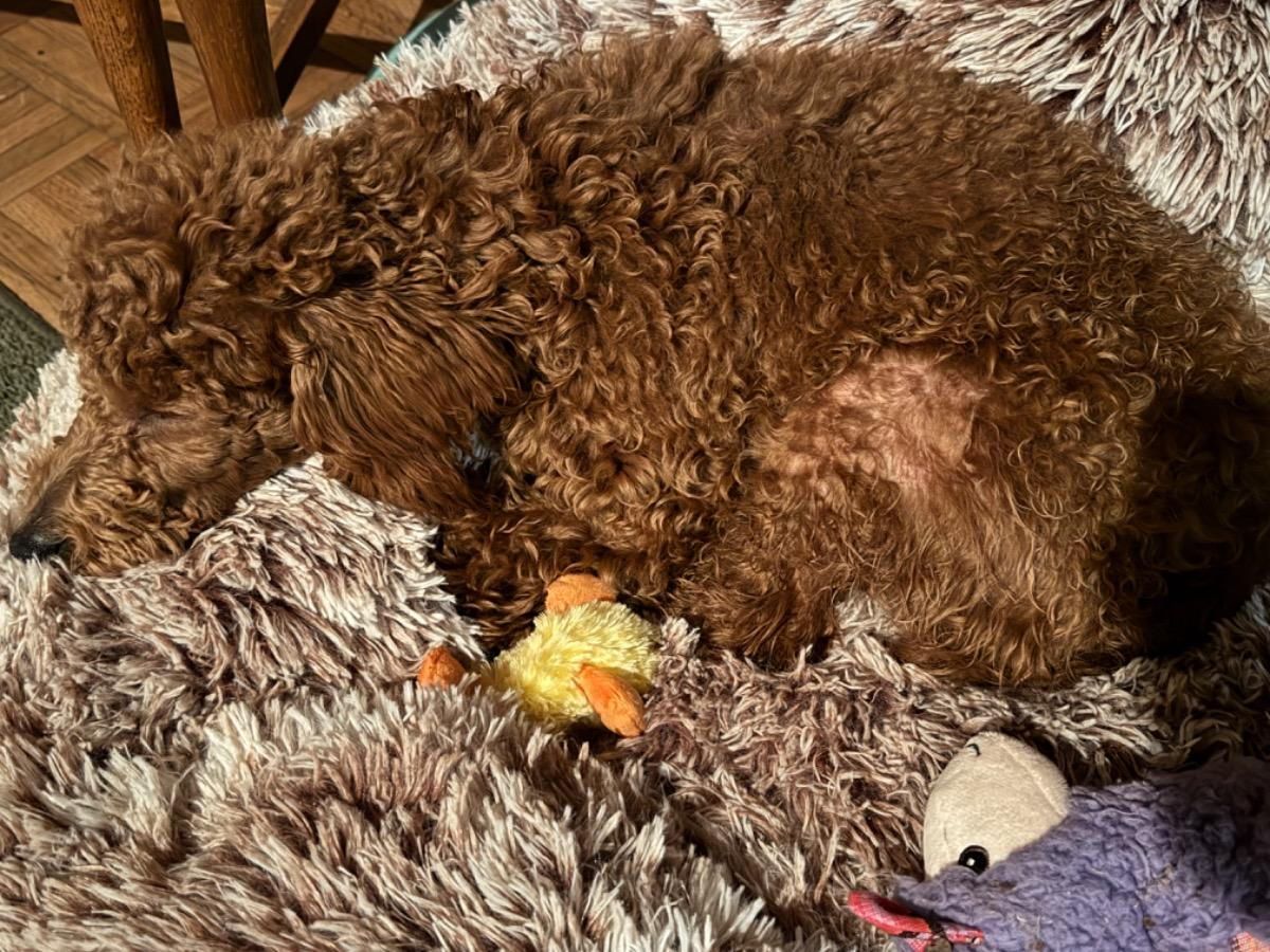 A brown poodle is sleeping on a fluffy blanket next to a stuffed animal. A brown poodle is sleeping on a fluffy blanket next to a stuffed animal.