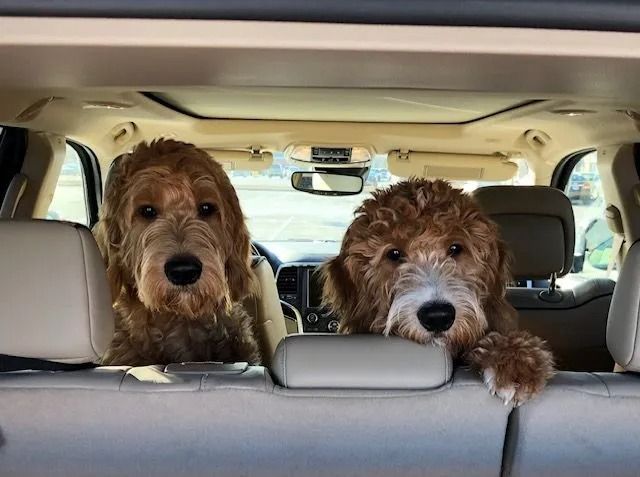 Two curly-haired brown dogs look over the back seat of a car.