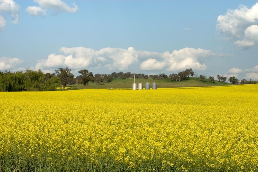 A Field of Yellow Flowers with A Blue Sky in The Background — Next Level Construction Contractors in Cootamundra, NSW
