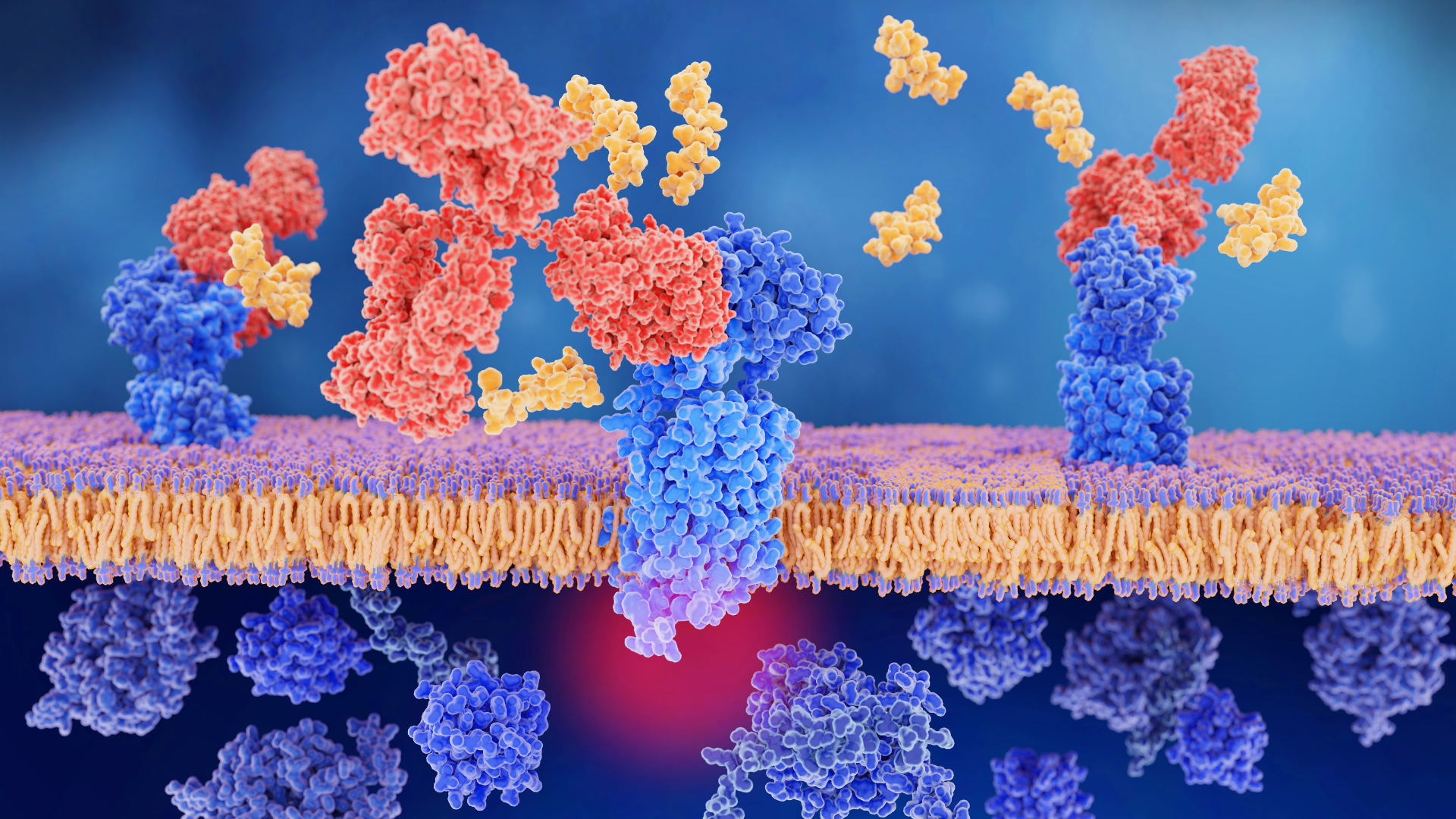 Cell membrane with embedded blue proteins binding to red and yellow molecules.