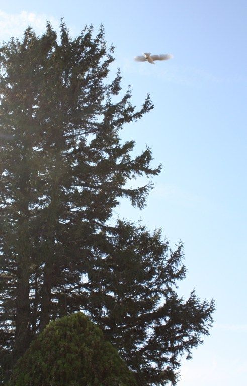 a bird is flying over a tree in the sky