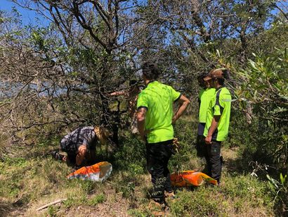 Three people in bright green shirts examine something in a grassy, wooded area.