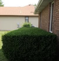 Large, neatly trimmed green bush in front of a tan building with a brown roof and brick exterior.