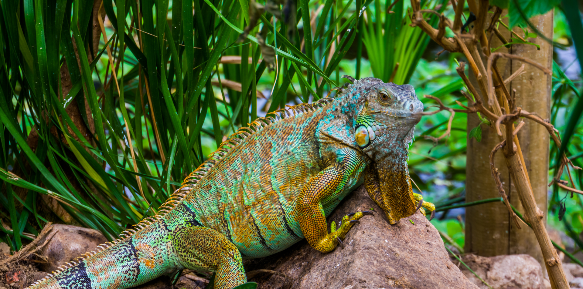 iguana-in-tree