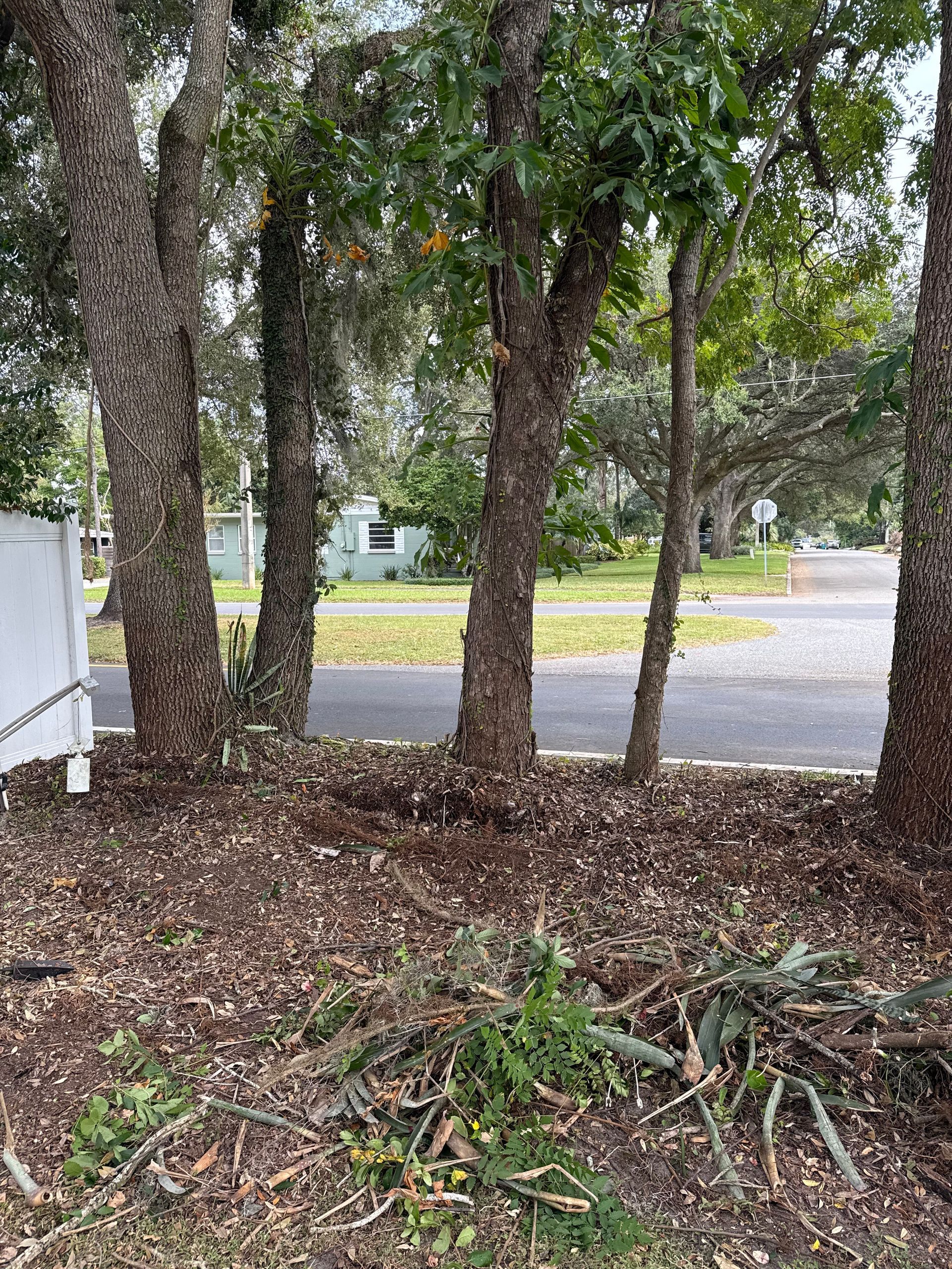 Tree Timming | Orlando, FL | Deck Dr’s Decks & Fences