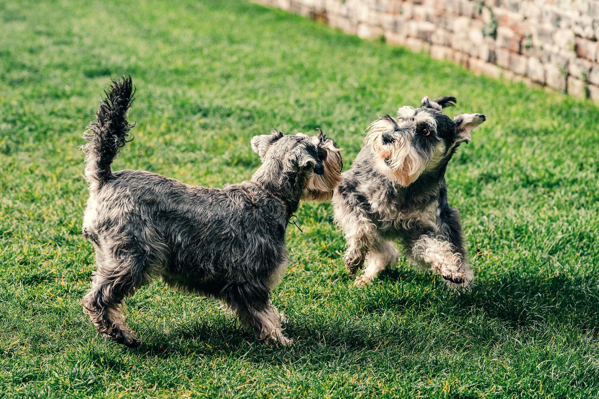 Two gray Schnauzers playing on green grass near a brick wall.