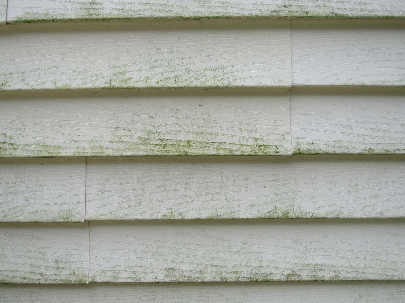 green algae on siding