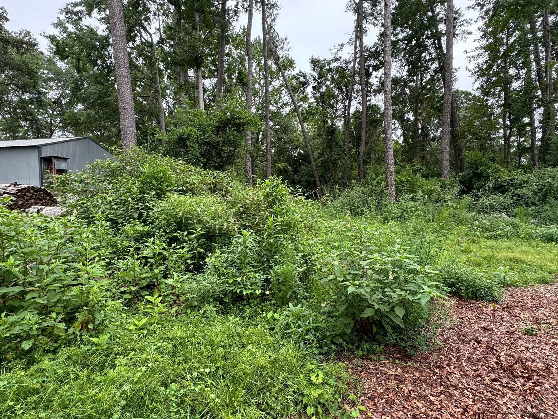 Lush green overgrowth in front of trees. Brown leaves in foreground, a shed in the left background.