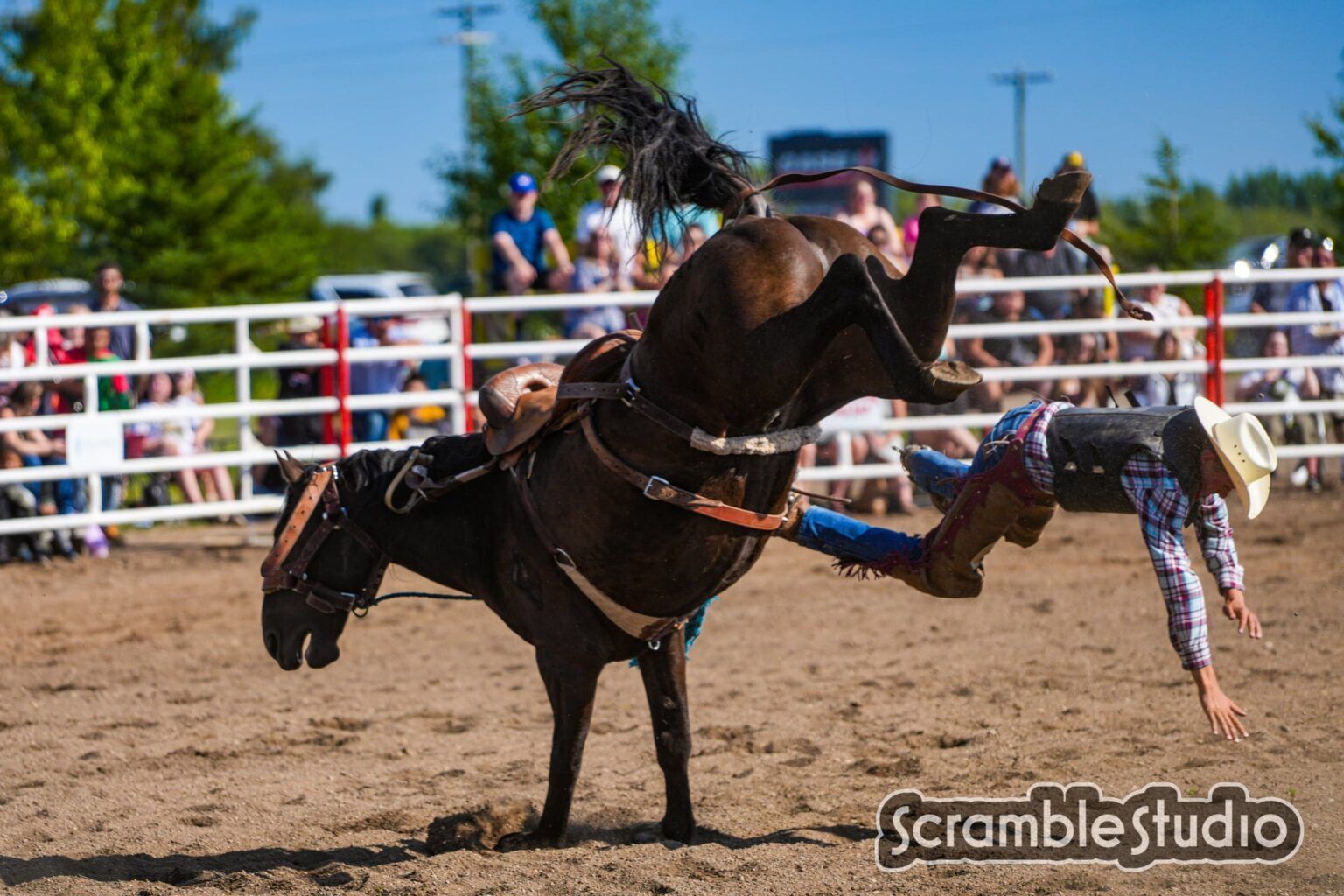 A rider gets tossed from a bucking horse at the 2025 Brandon rodeo.
