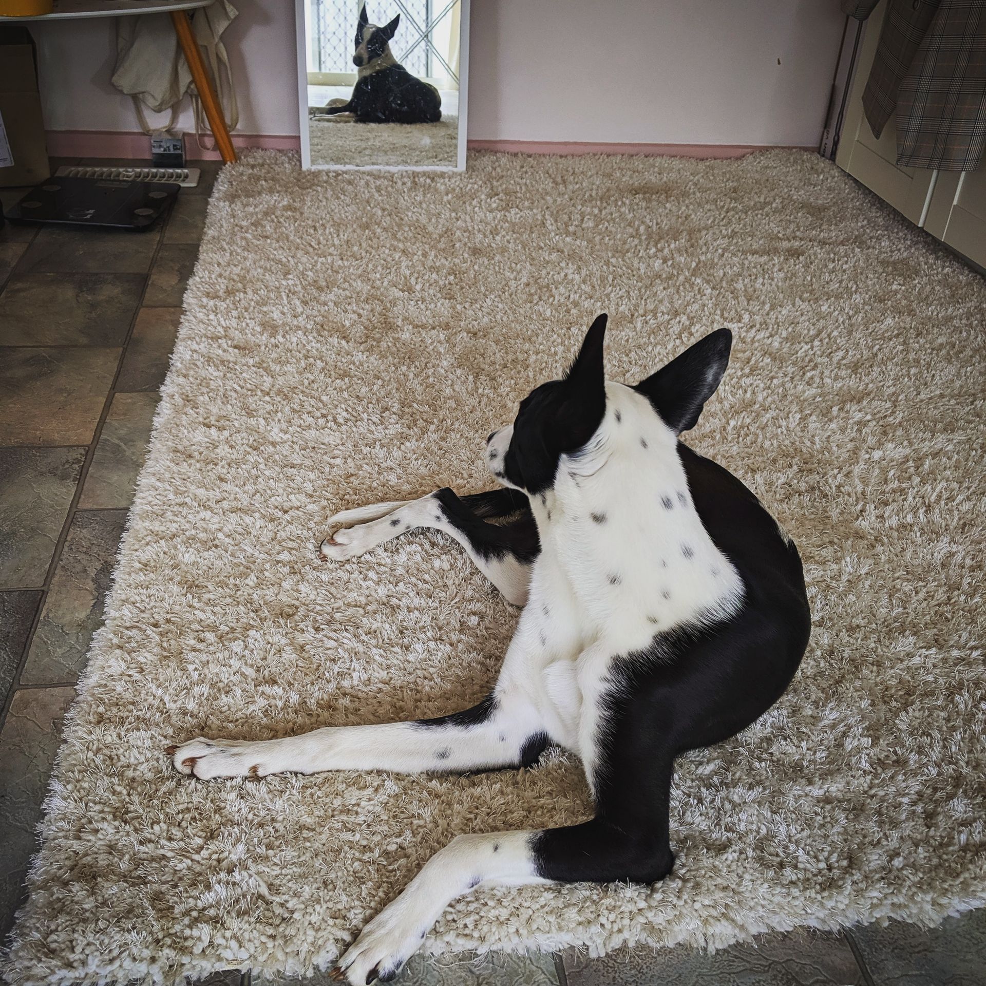 We professionally clean all types of area rugs—removing deep dirt, stains, and odors from pets and pet stains, including enzyme treatment while preserving the rug’s beauty and quality. Safe for delicate fibers, kids, and pets.
including: Persian Rugs
Oriental Rugs
Wool Rugs
Some Silk Rugs
Synthetic Rugs (e.g. Nylon, Polyester, Olefin)
Shag Rugs
Cotton Rugs and more