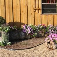 Potted plant on gravel beside a wooden wall and blooming pink flowers in a yard