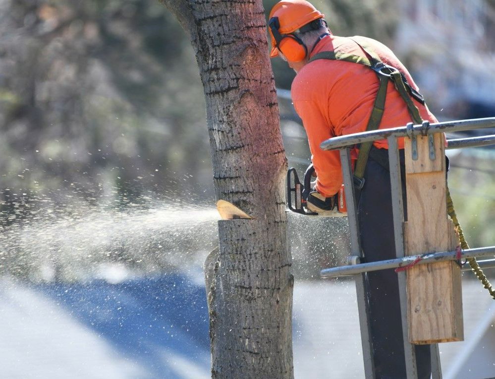 tree removal service