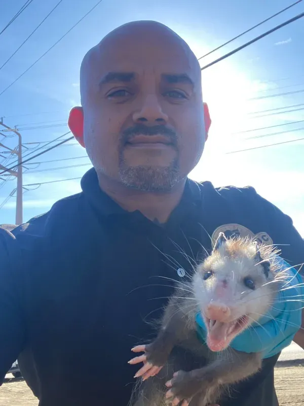 A person in a blue shirt holds a small, white and gray opossum that is showing its teeth against a bright, sunny sky.