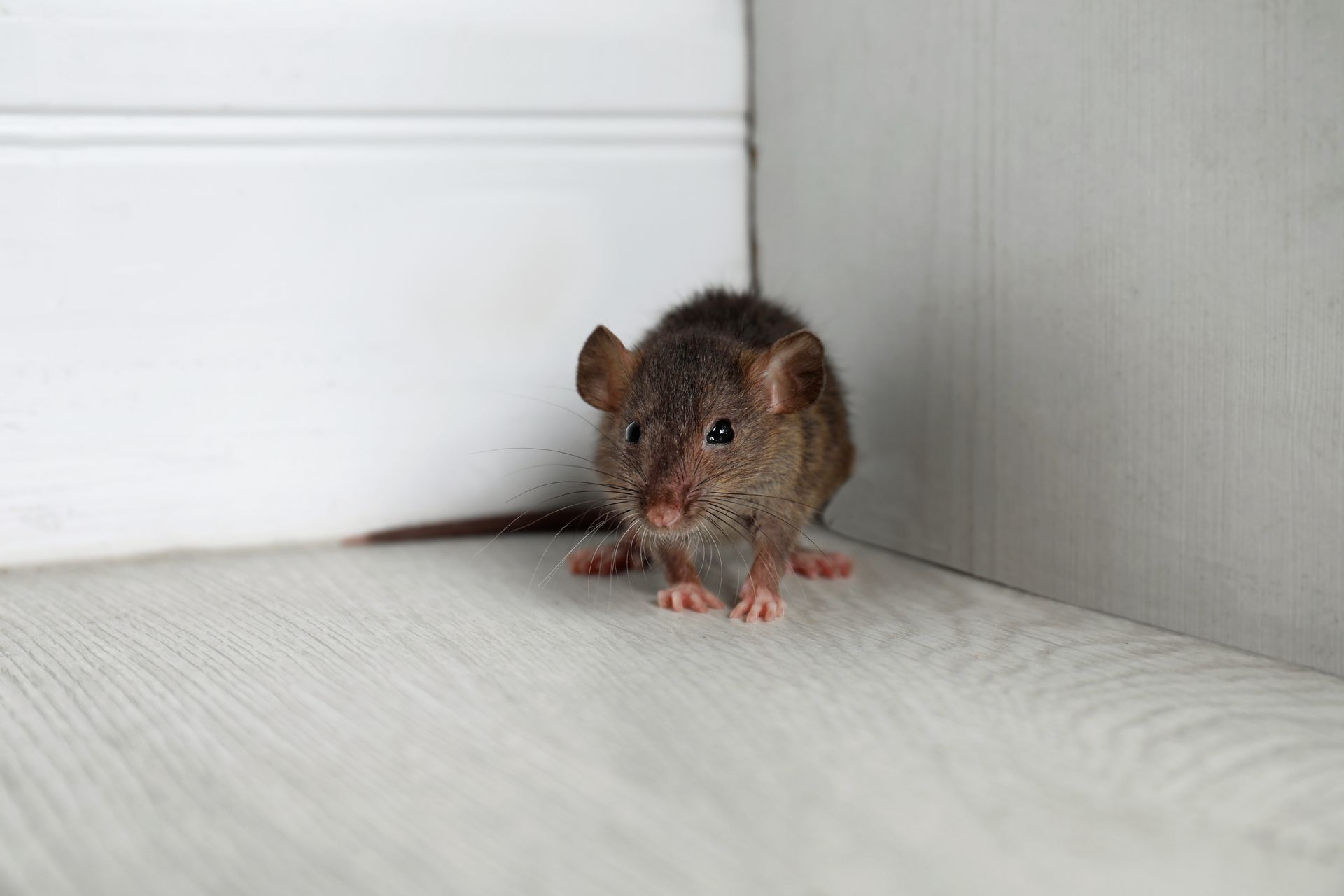 A small, brown rodent stands in the corner of a room on a light-colored wood floor next to a white wall.