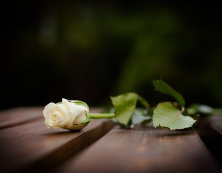 Send Flowers