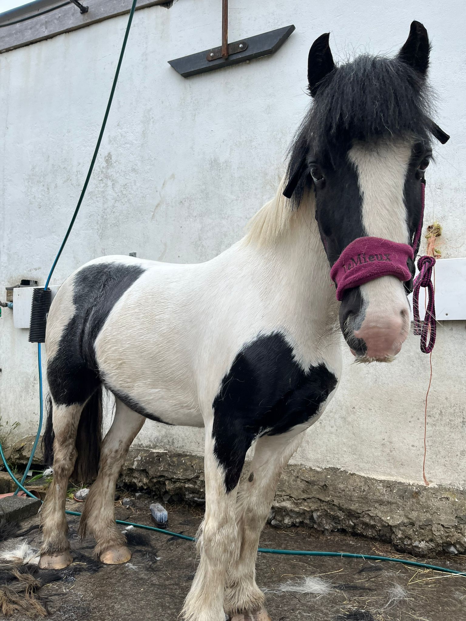 Poppy horse