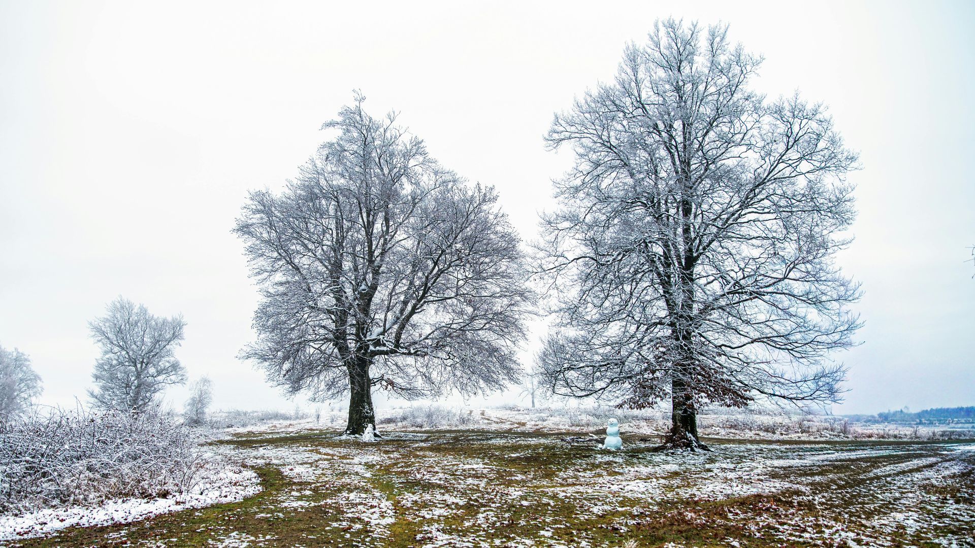 Snowy field with bare trees under a pale winter sky