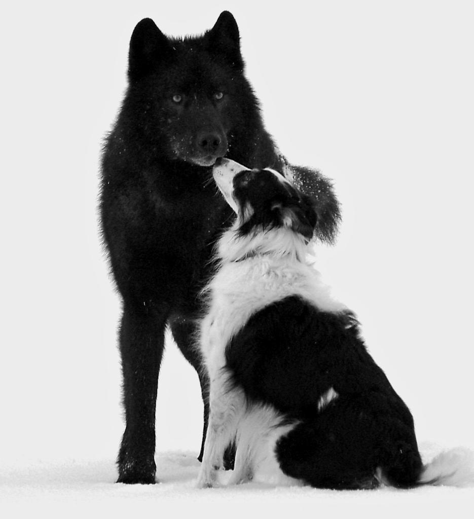 Wolves are a keystone species