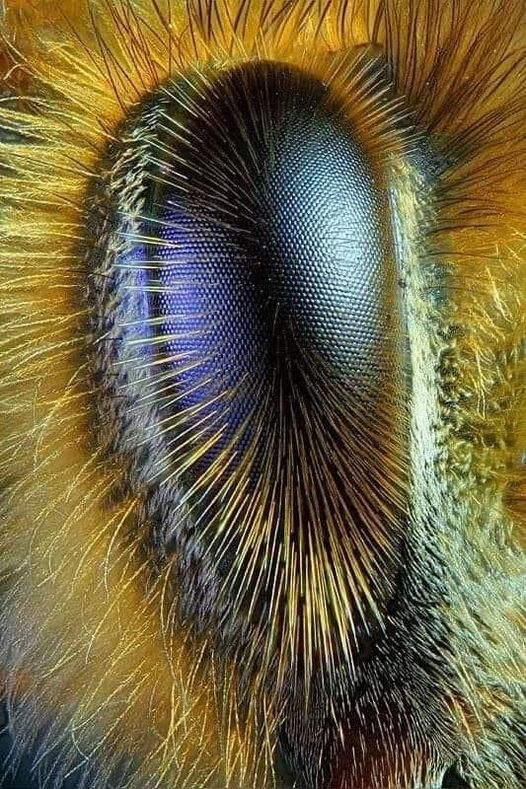 Bee eye