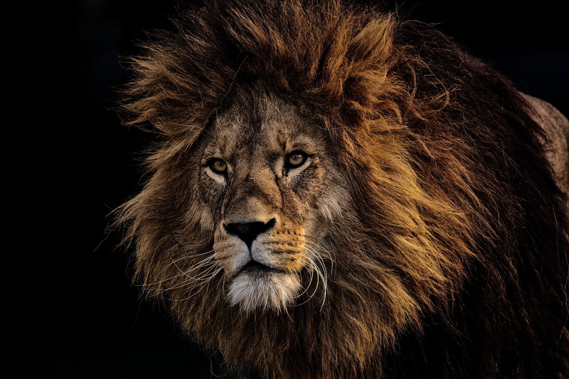 Lions