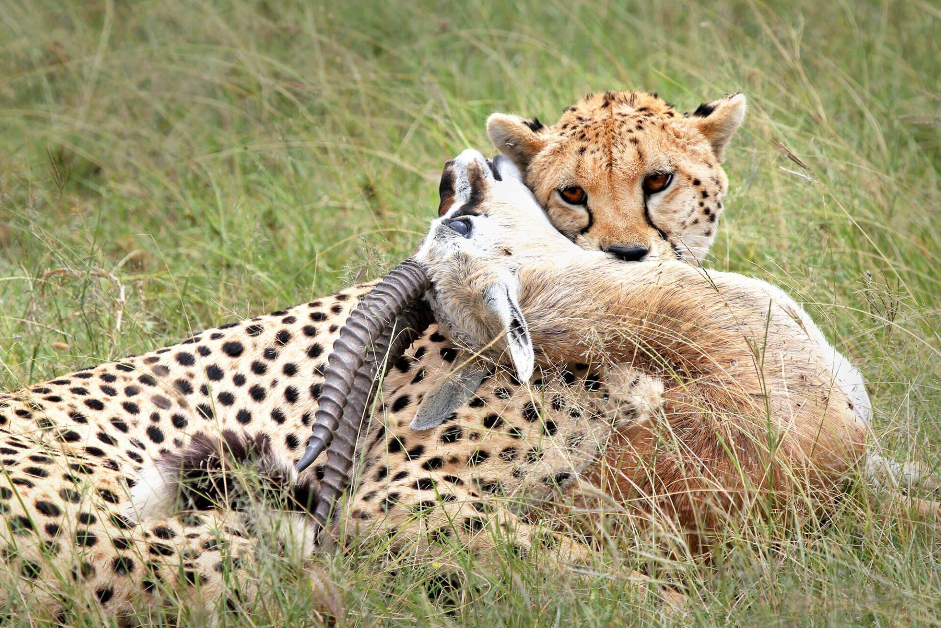 A Cheetah (Acinonyx jubatus) subdues its prey--a Thomson's Gazelle--in the Masai Mara, Kenya, Africa.