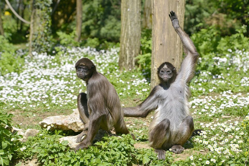 Two variegated spider monkeys (Ateles hybridus marimonda) sitting on grass with daisy flowers